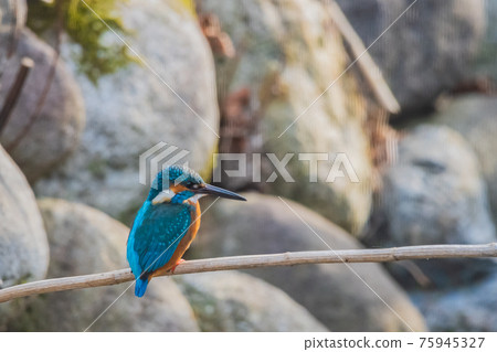 Kingfisher high quality close-up material 75945327