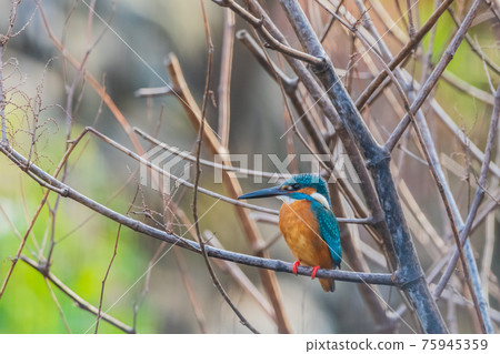 翠鳥高品質特寫素材 翠鳥高品質特寫素材 75945359