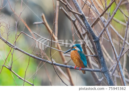 翠鳥高品質特寫素材 75945362