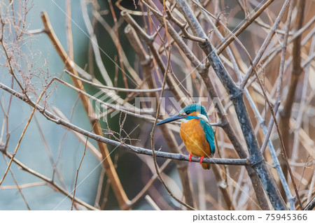 Kingfisher high quality close-up material Kingfisher high quality close-up material 75945366