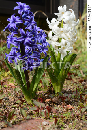 White and purple hyacinth 75945445