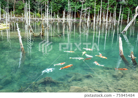Aogiri Koi Pond at Ichinomata Sakura Park 75945484