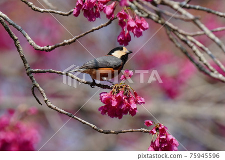 Varied tit sucks the nectar of the cold scarlet cherry blossoms that bloom in full bloom against the blue sky Varied tit sucks the nectar of the cold scarlet cherry blossoms that bloom in full bloom against the blue sky 75945596