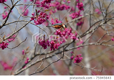 各種各樣的山雀吮吸著在藍天下盛開的寒冷的猩紅色櫻花的花蜜 75945643