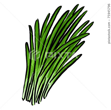 Garlic chives vegetable illustration 75945796
