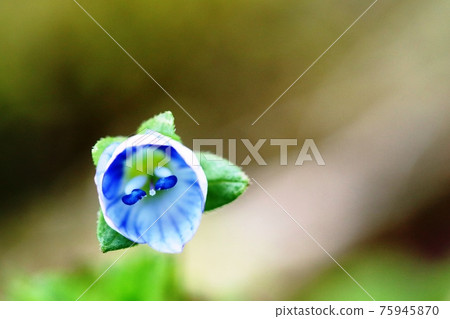 Persian speedwell with very cute eyes Persian speedwell with very cute eyes 75945870