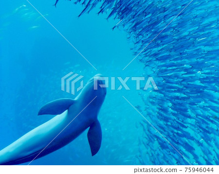 Finless porpoise mischievous with sardines 75946044
