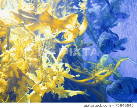 Suzuki said something in the sea 75946045