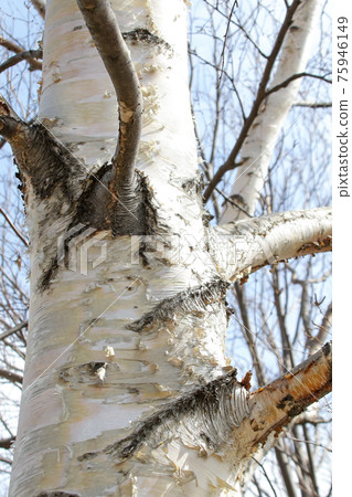 Birch, birch, tree, tree, nature, plant, birch, park, pollen 75946149