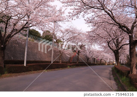 石岡市南台的一排櫻花樹 石岡市南台的一排櫻花樹 75946316