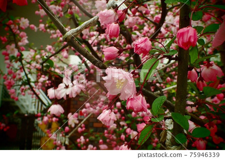 哈娜哈唐 75946339