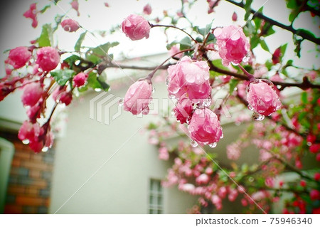 哈娜哈唐 75946340