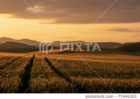 Biei-cho Bibaushi in summer Scenery of wheat fields illuminated by the setting sun Biei-cho Bibaushi in summer Scenery of wheat fields illuminated by the setting sun 75946363