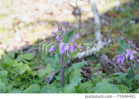 Flowers of Murasakihanana Flowers of Murasakihanana 75946481
