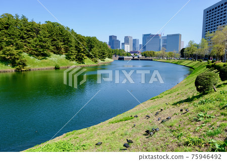 [Tokyo] Sakura in Chidorigafuchi Park (Spring) 75946492
