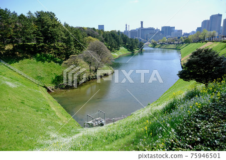[Tokyo] Sakura in Chidorigafuchi Park (Spring) 75946501