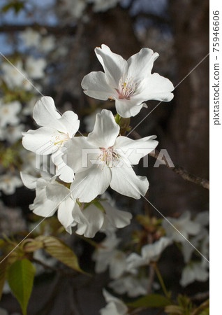 Wild cherry blossom macro photography 75946606