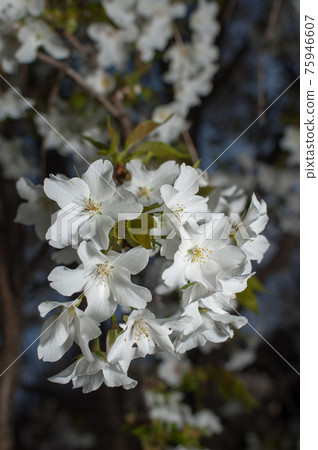 野櫻花、白櫻花、白櫻花 野櫻花、白櫻花、白櫻花 75946607