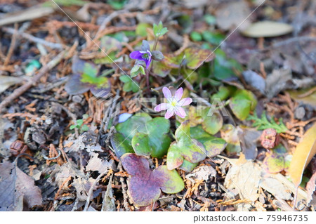 Flower of Famous Plants Flower of Famous Plants 75946735