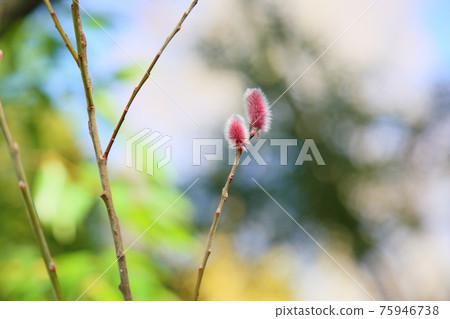 Pink pussy willow Pink pussy willow 75946738