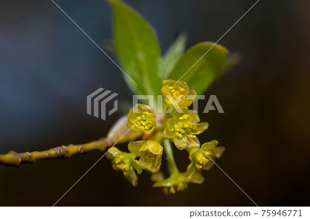 Kuro-moji flower black letters macro photography Kuro-moji flower black letters macro photography 75946771