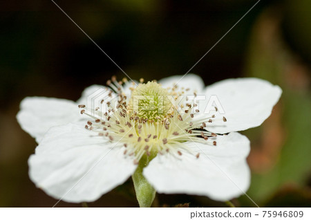 野玫瑰刺花微距攝影 75946809