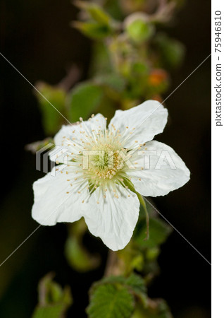 野玫瑰刺花 野玫瑰刺花 75946810