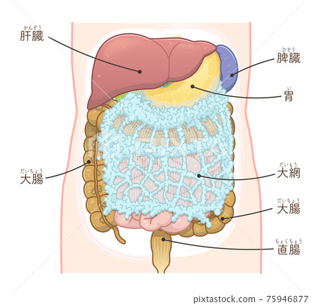 肝、胃、大腸、大網膜插圖（附文字） 75946877