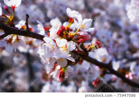 Quiet cherry blossom viewing 75947086