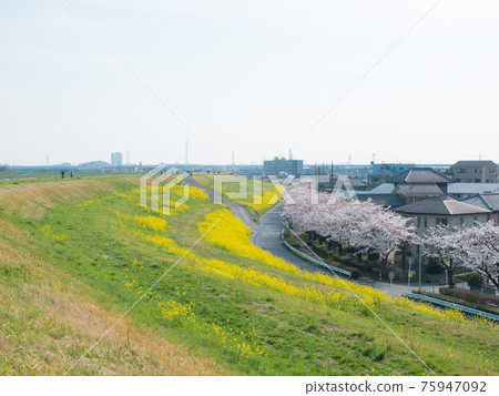 油菜花、成排的櫻花樹和東京晴空塔 油菜花、成排的櫻花樹和東京晴空塔 75947092