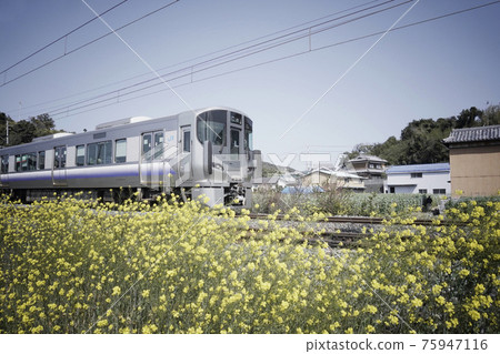 黃色的花朵和火車 黃色的花朵和火車 75947116