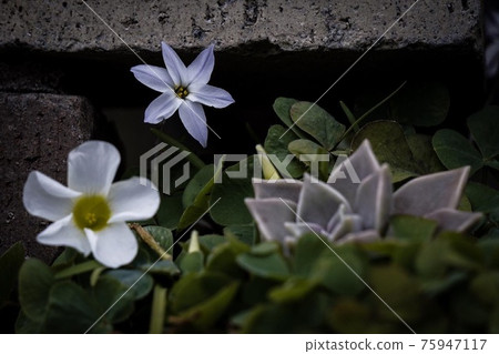 花園裡盛開的小白花 花園裡盛開的小白花 75947117