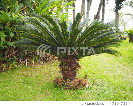 Cycads 75947154