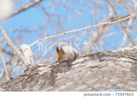 Winter Ezoris climbing a tree branch 75947603
