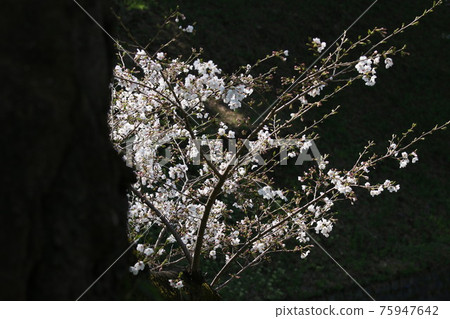 櫻花盛開 櫻花盛開 75947642