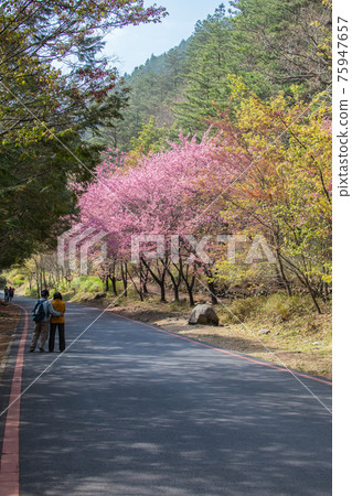 Wuling Farm Cherry Blossom Season 75947657