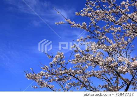 Tokiwa Park Sakura - Stock Photo [75947737] - PIXTA