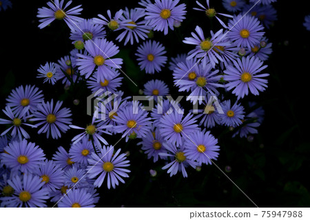 Photographed "Kitayama Yuzen chrysanthemum", a summer tradition in the Kuta area, Sakyo-ku, Kyoto Photographed "Kitayama Yuzen chrysanthemum", a summer tradition in the Kuta area, Sakyo-ku, Kyoto 75947988