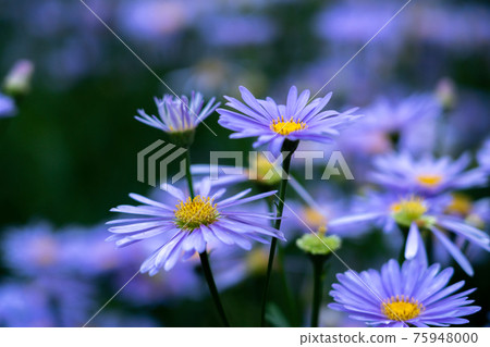 拍攝於京都Sakyo-ku庫塔地區的夏季傳統“ Kitayama Yuzen菊花” 75948000