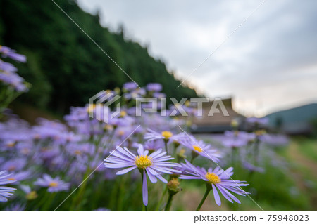 Photographed "Kitayama Yuzen chrysanthemum", a summer tradition in the Kuta area, Sakyo-ku, Kyoto Photographed "Kitayama Yuzen chrysanthemum", a summer tradition in the Kuta area, Sakyo-ku, Kyoto 75948023