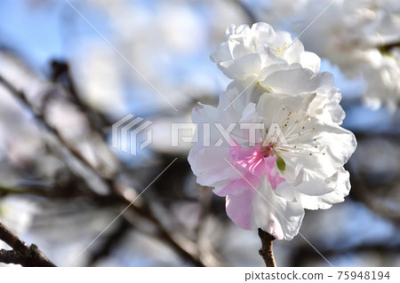 White and pink Genpei blooming Hanamomo flowers 75948194