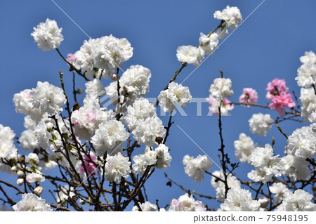 White and pink Genpei blooming Hanamomo flowers 75948195