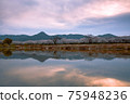 黃昏的室美川沿岸的一排櫻花樹和飯盛山（福岡縣） 75948236