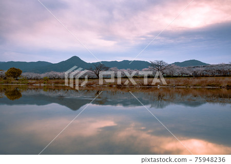 黃昏的室美川沿岸的一排櫻花樹和飯盛山(福岡縣) 黃昏的室美川沿岸的一排櫻花樹和飯盛山(福岡縣) 75948236