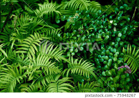 Leaves of a densely overgrown fern plant 75948267