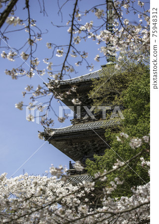 Cherry blossoms in full bloom and the triple tower of Kiyomizu Temple (Yasugi City, Shimane Prefecture) 75948312
