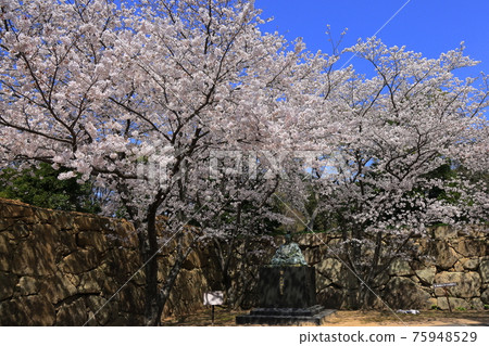 Cherry blossoms at Hagi castle ruins Cherry blossoms at Hagi castle ruins 75948529