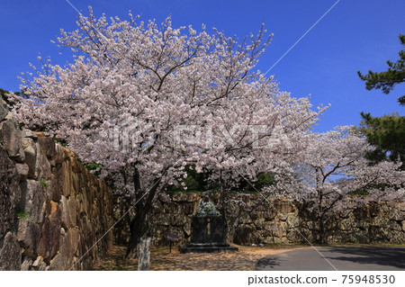 Cherry blossoms in full bloom next to the stone walls of Hagi Castle ruins Cherry blossoms in full bloom next to the stone walls of Hagi Castle ruins 75948530