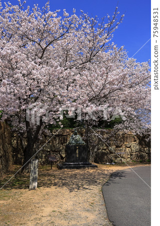 Cherry blossoms at Hagi castle ruins Cherry blossoms at Hagi castle ruins 75948531