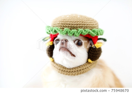 Chihuahua Chihuahua 75948670